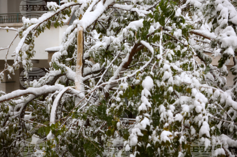 Сняг - счупени клони