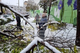 Русе - обстановка - паднали дървета - разчистване