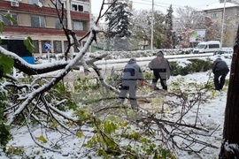 Русе - обстановка - паднали дървета - разчистване