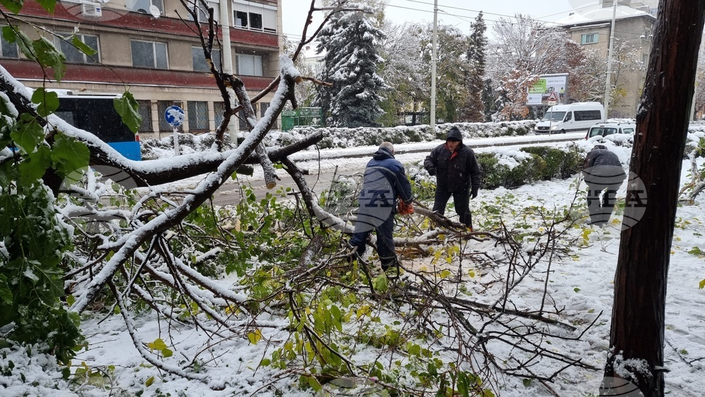 Русе - обстановка - паднали дървета - разчистване