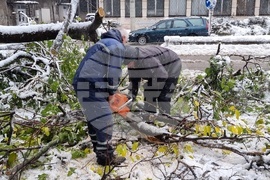 Русе - обстановка - паднали дървета - разчистване