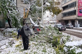 Русе - обстановка - паднали дървета - разчистване