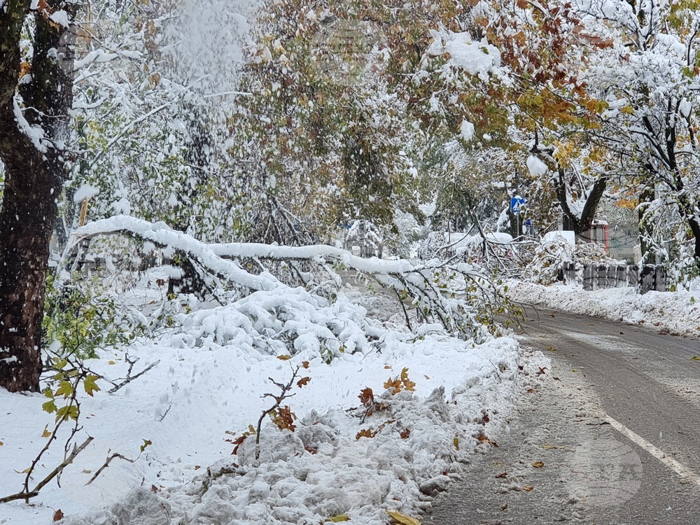 Плевен - зимна обстановка - счупени клони