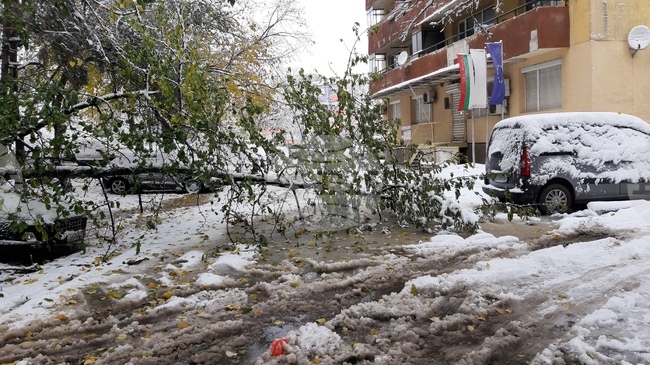 Обработени са общо 35 сигнала, основно за паднали клони на дървета и образували се завирявания, съобщиха от Столична община
