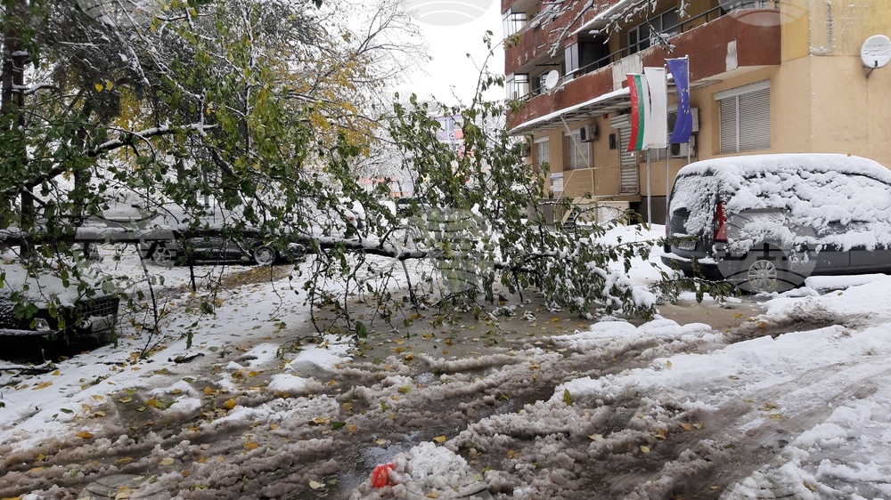 Обработени са общо 35 сигнала, основно за паднали клони на дървета и образували се завирявания, съобщиха от Столична община