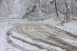 Сняг - паднало дърво