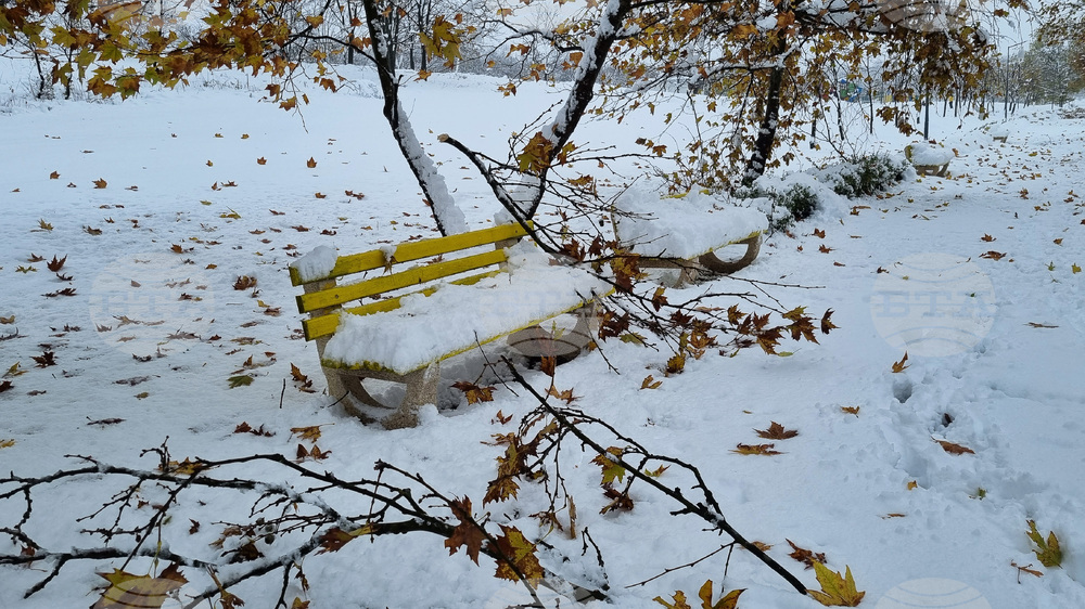 Търговище - парк - зима
