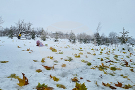 Търговище - парк - зима