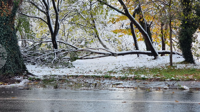 Пътят от Банско до местността Шилигарника е почистен от падналите дървета и е отворен за движение