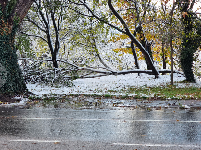 Благоевград - паднали дървета 