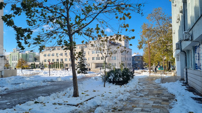 Търговище - паднали клони - разчистване