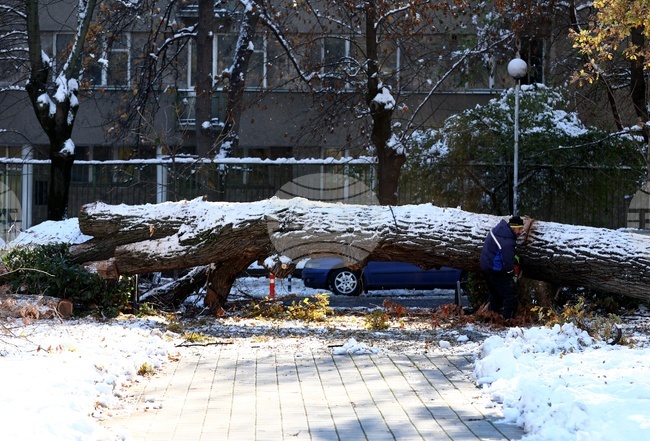  Докторска градина - паднали дървета