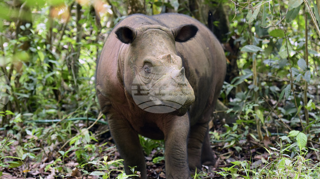 Учени възстановиха генома на вълнест носорог, изяден от вълци през последната ледниковата епоха
