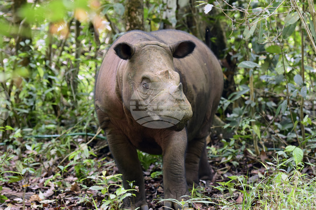Учени възстановиха генома на вълнест носорог, изяден от вълци през последната ледниковата епоха