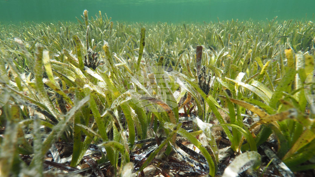 Учени в Гърция се опитват да възстановят морските ливади с посидония
