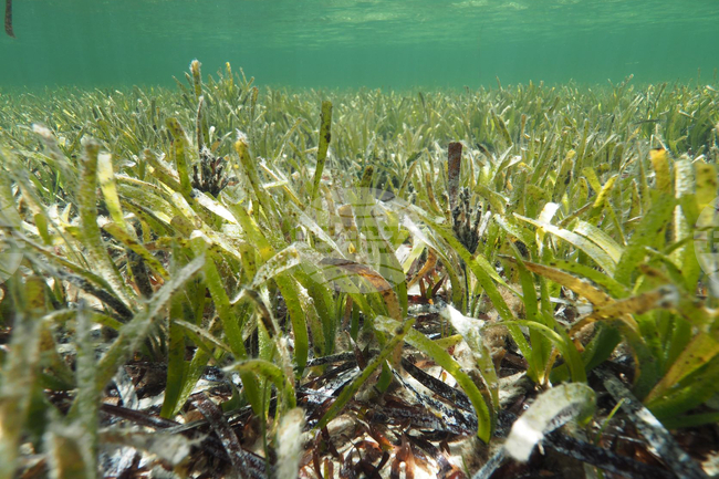 Учени в Гърция се опитват да възстановят морските ливади с посидония