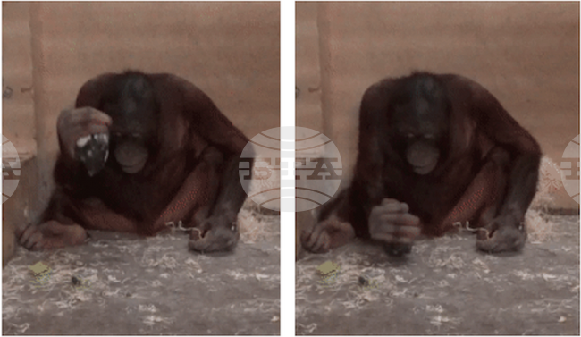 Орангутаните инстинктивно използват чукове,  за да нанасят удар и остри камъни, за да режат