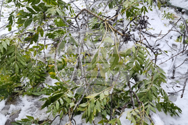 Паднали клони и дървета