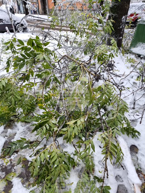 През януари общо 1066 тона зелени отпадъци са постъпили в инсталацията за компостиране "Хан Богров" на Столичната община