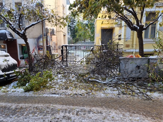  Паднали клони и дървета