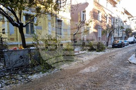 Паднали клони и дървета