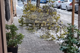 Паднали клони и дървета