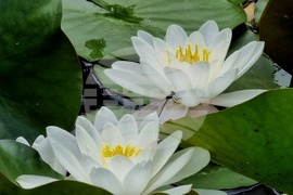 Водни лилии