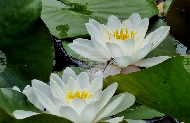 Водни лилии