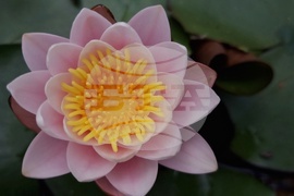 Водни лилии