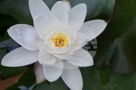 Водни лилии