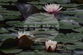 Водни лилии