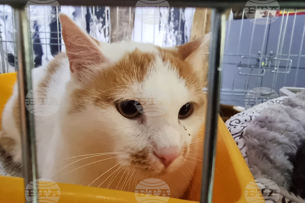 Русе - изложба - уличини котки