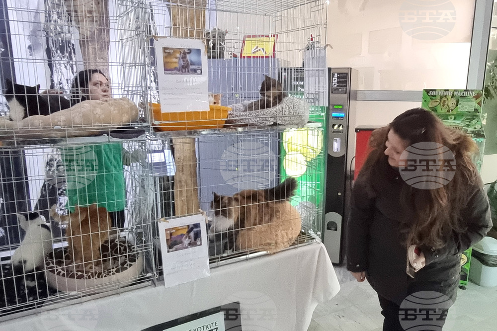 Русе - изложба - уличини котки