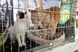 Русе - изложба - уличини котки