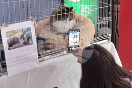 Русе - изложба - уличини котки