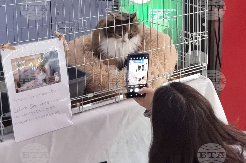 Русе - изложба - уличини котки