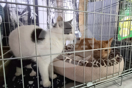 Русе - изложба - уличини котки