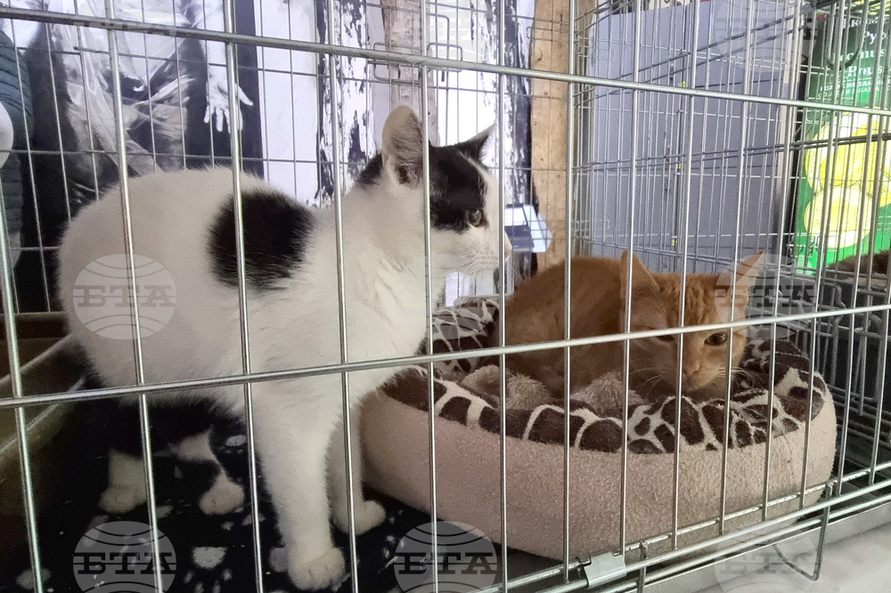 Русе - изложба - уличини котки