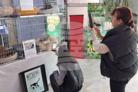 Русе - изложба - уличини котки