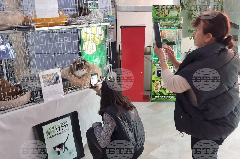 Русе - изложба - уличини котки