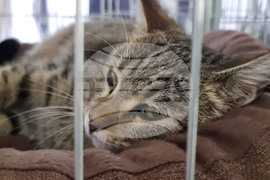 Русе - изложба - уличини котки