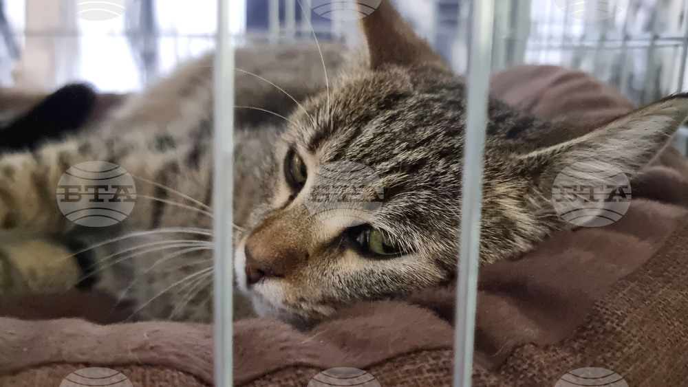 Русе - изложба - уличини котки