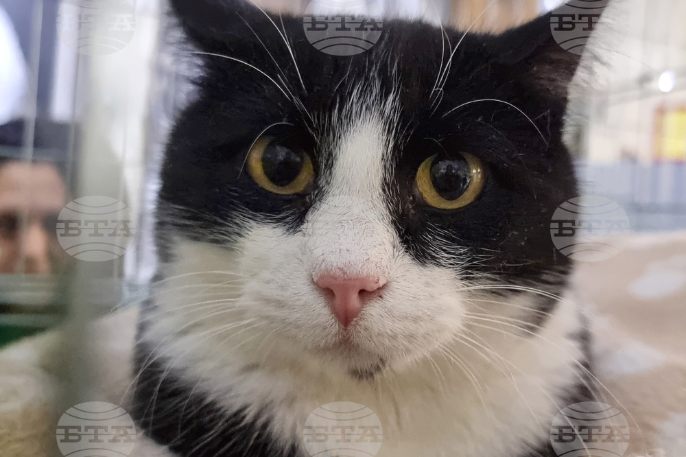 Русе - изложба - уличини котки