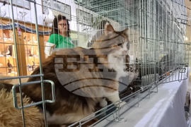 Русе - изложба - уличини котки