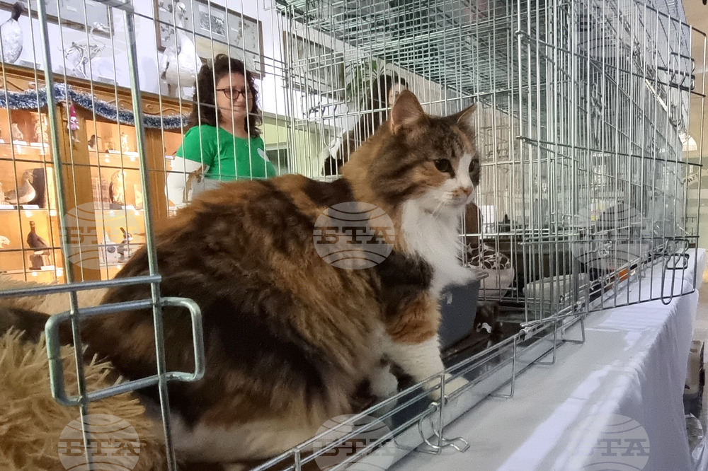 Русе - изложба - уличини котки