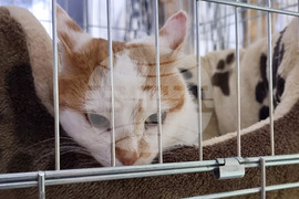 Русе - изложба - уличини котки