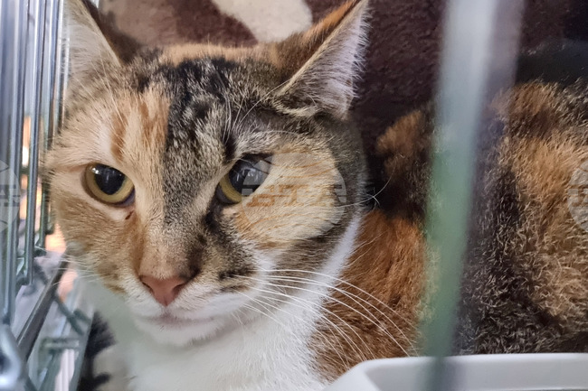 Русе - изложба - уличини котки