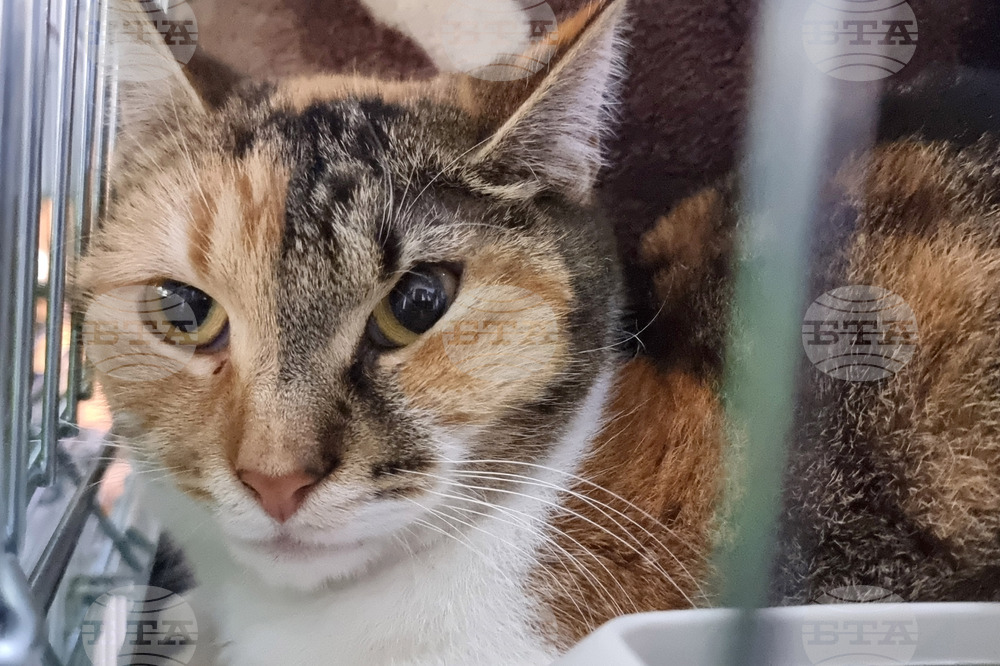 Русе - изложба - уличини котки