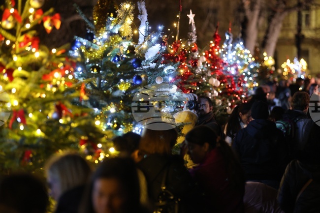 Празнични светлини - коледното дърво - запалване
