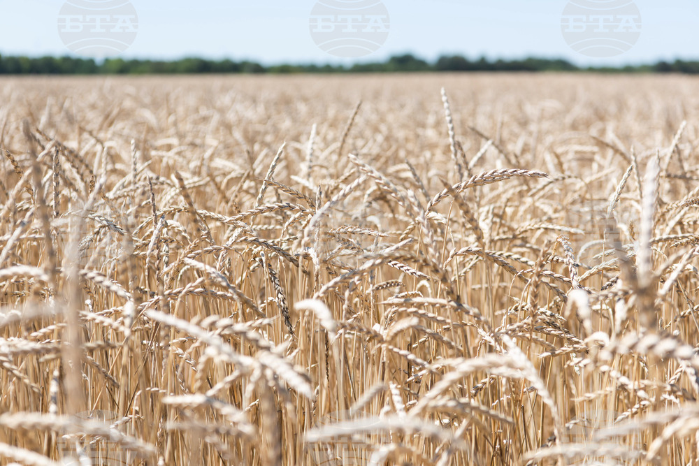 Romanian Agriculture Minister Requests Deadline Extension of Ukraine Grain Import Restrictions